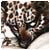 avtar img holder